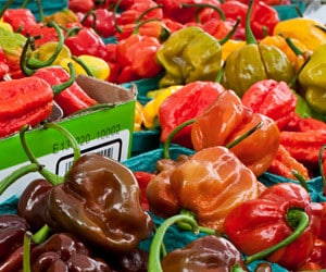 Sep-Pepper